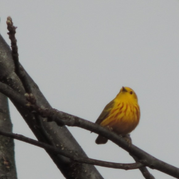 Meet your Posher, Caiti - Picture 1 of 1